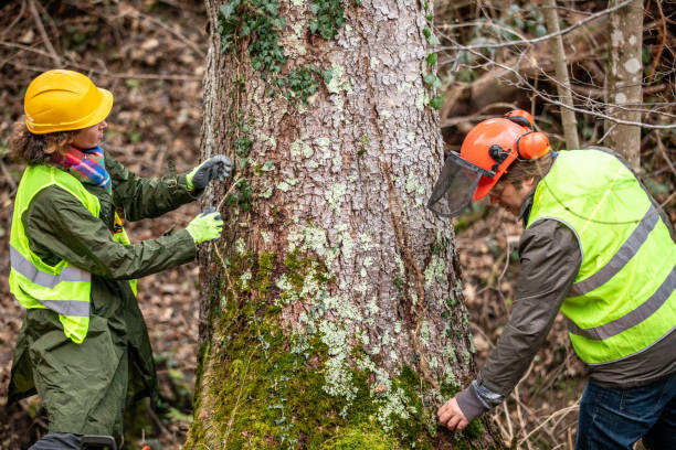 How Our Tree Care Process Works  in  Thunder Mountain, NM