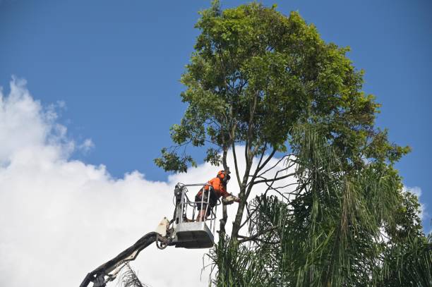 Thunder Mountain, NM Tree Services Company